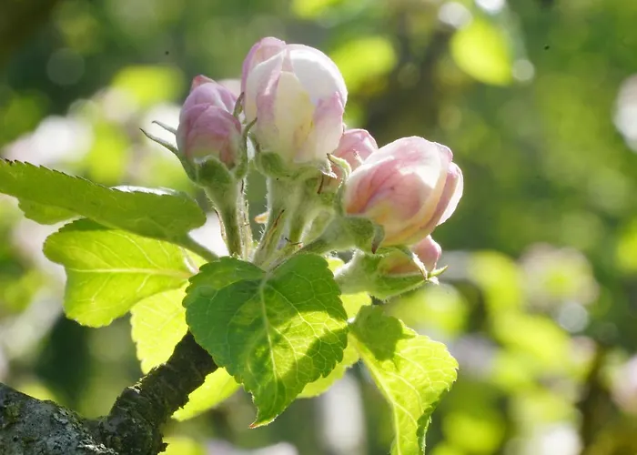 Flora Auf Gut Guntrams Hotel Schwarzau am Steinfelde